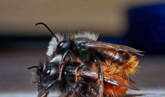 Gehörnte Mauerbienen bei der Paarung Foto: Hubertus Schwarzentraub