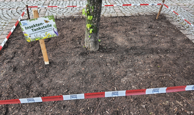 Ansaat auf Baumscheibe auf dem Frohburger Markt – Foto: Kornelia Flatau