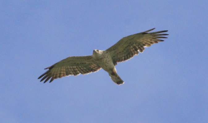 Schlangenadler – Foto: Manfred Brugger