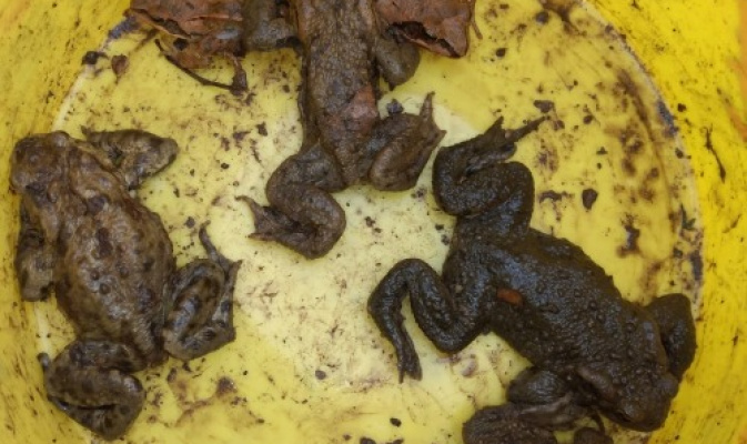 Erdkröten, Grasfrosch, Springfrosch – Foto: Joachim Krüger