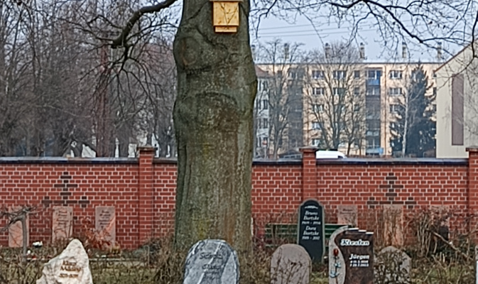 Ein Fledermausnistkasten an einer dicken Buche. – Foto: Bianca Lieske