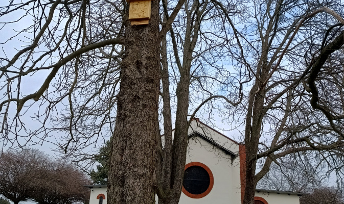 Fledermausnistkasten an Kastanie. – Foto: Bianca Lieske
