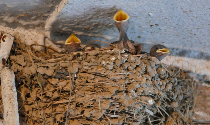 Junge Rauchschwalben warten auf Futternachschub. – Foto: Philipp Wöhner