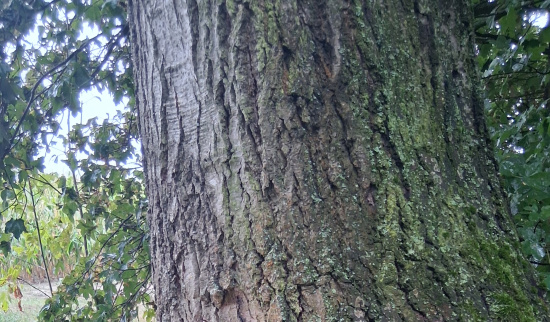 Die Besiedlung von Hornissen im morschen Holz, durch den holzzersetzenden Pilz den Schwefelporling. Foto: Hans Jacob
