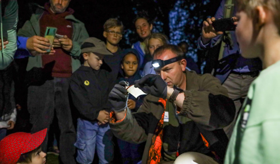 Der Fledermausexperte Heiko Goldberg (NABU Kirchberg) beim Bestimmen einer Breitflügenfledermaus. Foto: Robert Beske