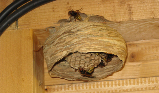 Hornissennest Foto: Anja Grabs