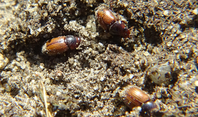Dungkäfer Aphodius sp. – Foto: Beatrice Jeschke