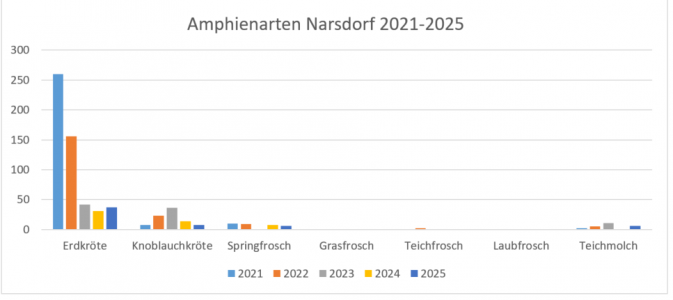 Amphibienarten Narsdorf Hegeteich 2025 – Foto: Esther Sossai